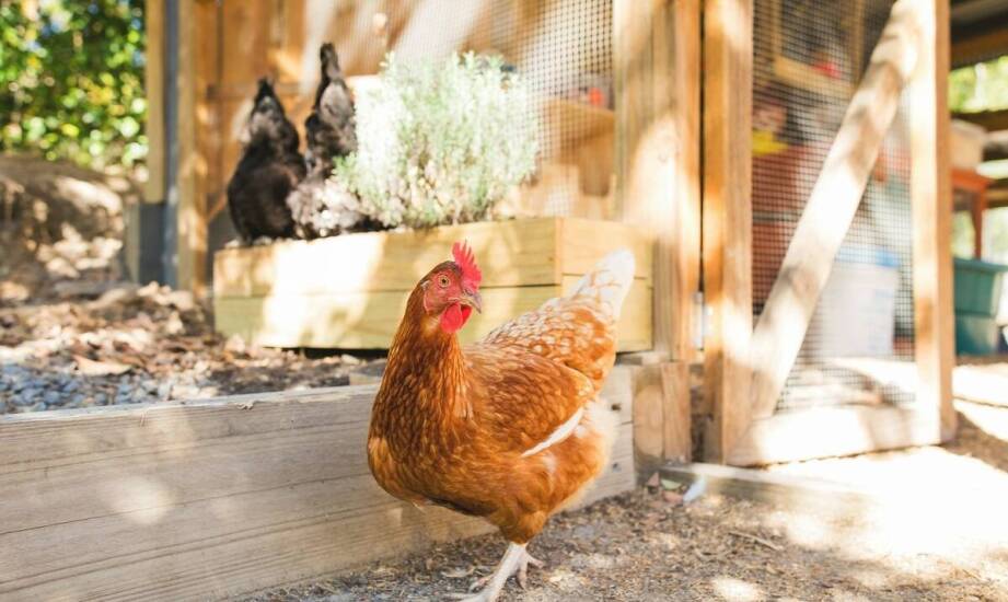 Inspiracje i praktyczne pomysły na funkcjonalny kurnik w gospodarstwie