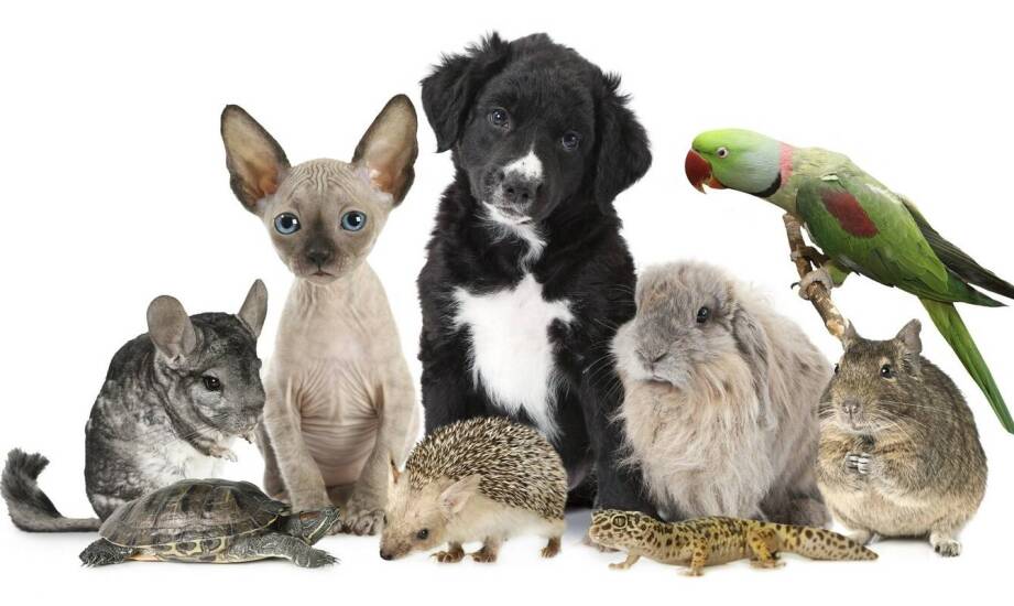 Najważniejsze zagadnienia zootechniczne – podstawy i aktualne trendy