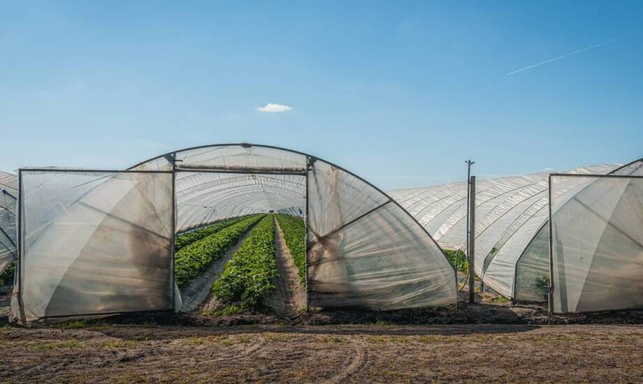 Siatki rolnicze – zastosowanie, rodzaje i korzyści w gospodarstwie