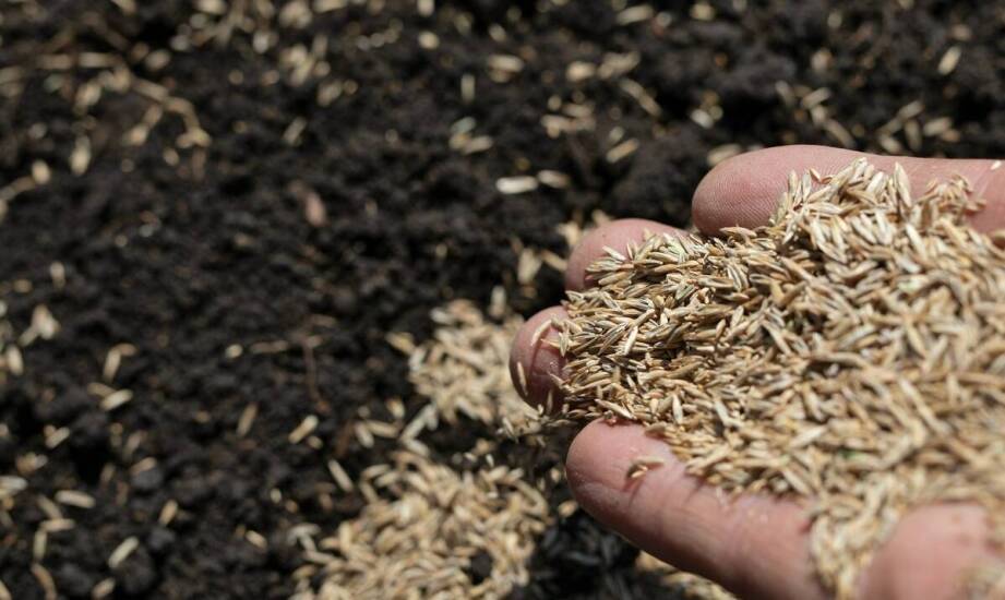 Jak wybrać nasiona do siewu i na co zwrócić uwagę przed sezonem