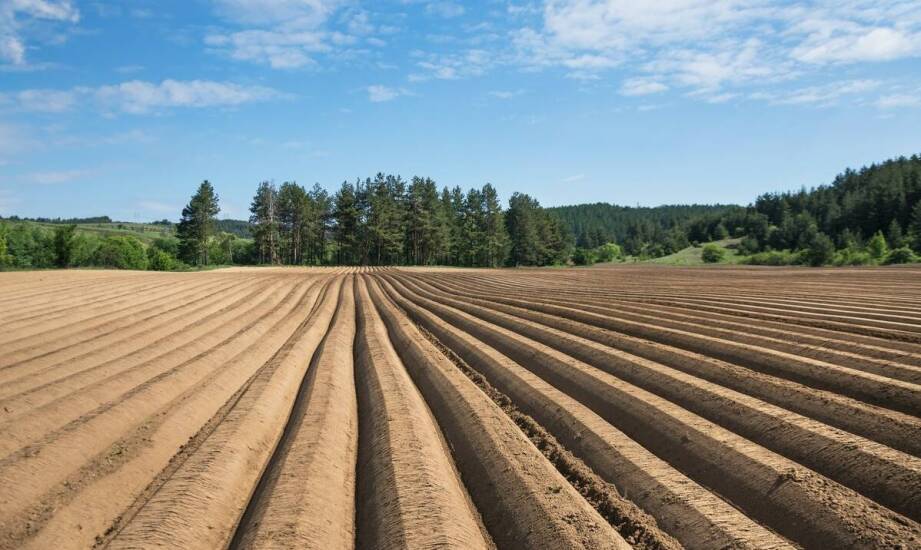 Najważniejsze fakty o materiałach siewnych – klucz do udanych upraw