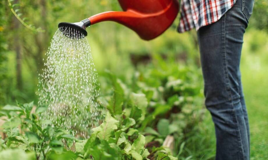 Nawozy mineralne i organiczne – zastosowanie, rodzaje oraz korzyści dla upraw