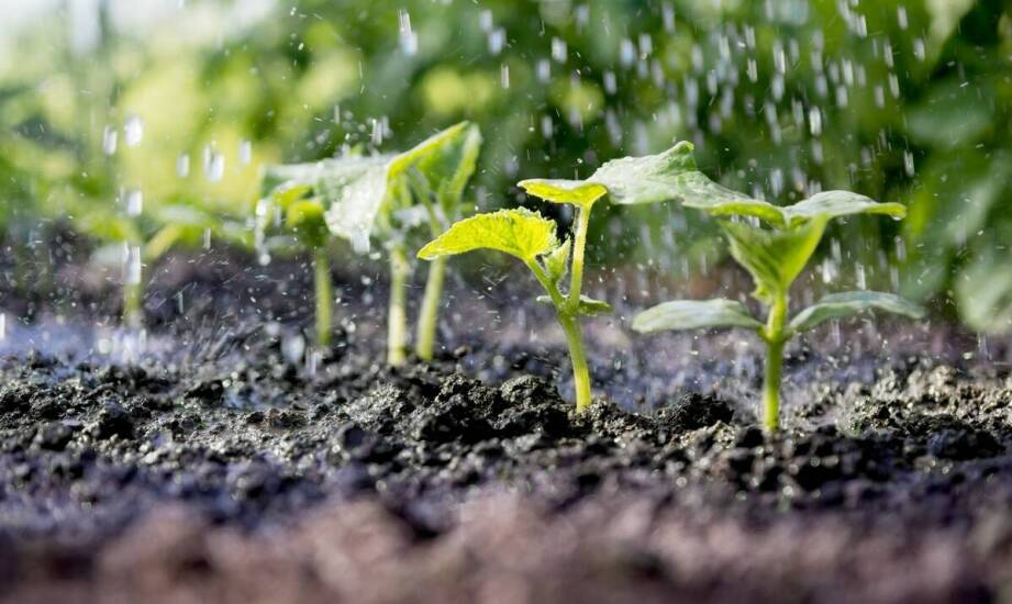 Jak wybrać skuteczny nawóz do ogrodu i zwiększyć plony roślin uprawnych
