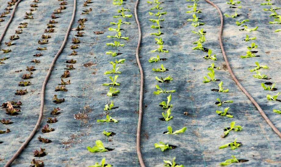 Czy agrotkanina czarna wymaga specjalnego montażu?