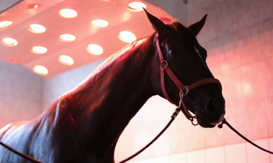 Korzyści z zastosowania antypoślizgowych mat w arenach dla koni
