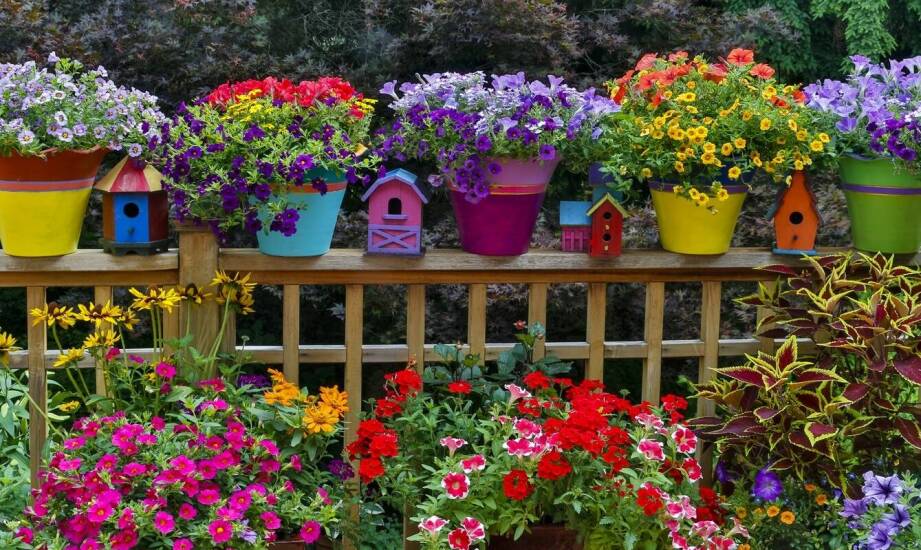 Skuteczne karmy dla ptaków dzikich: co warto wiedzieć przed zakupem?