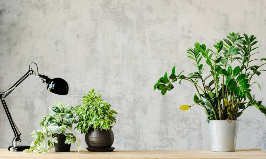 Jakie błędy najczęściej popełniamy przy pielęgnacji epipremnum zwisajace?