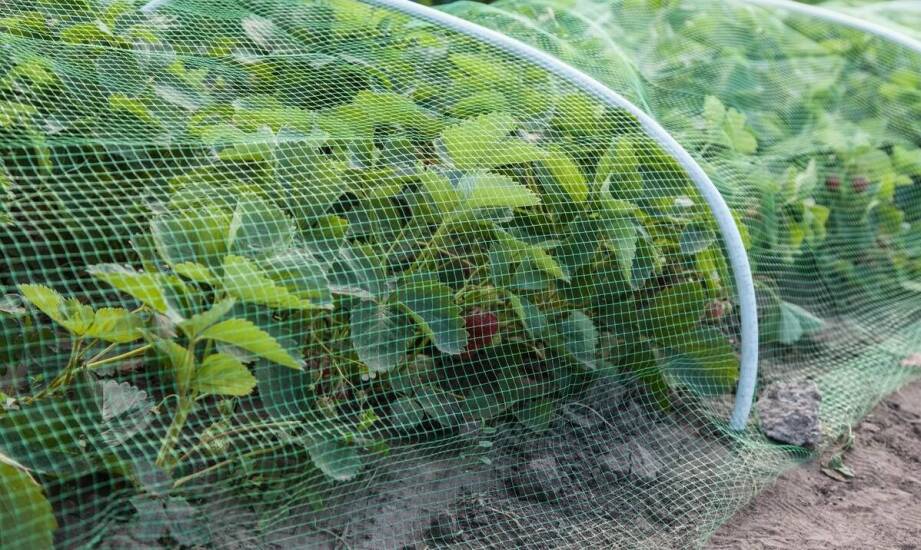 Jak rura plastikowa przezroczysta wspomaga innowacyjne rozwiązania w rolnictwie