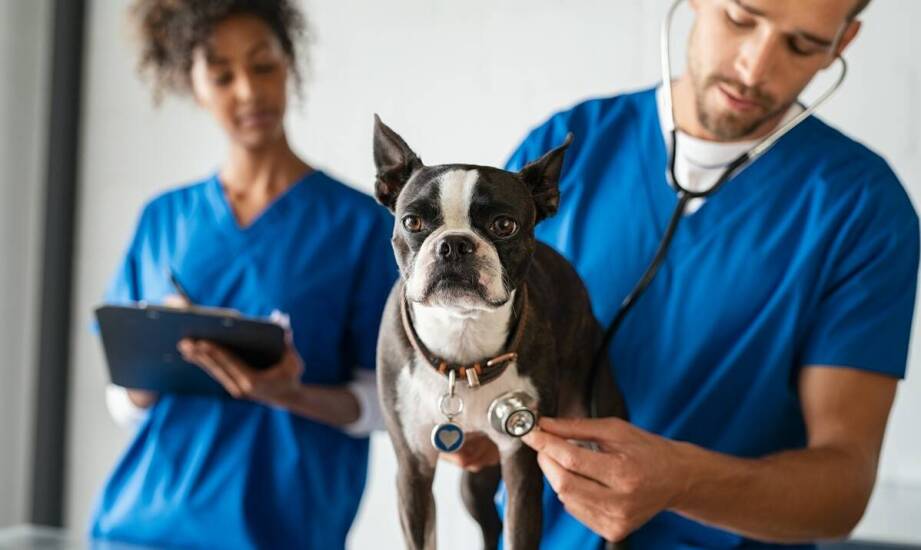 Rola kardiologii w profilaktyce chorób serca u zwierząt