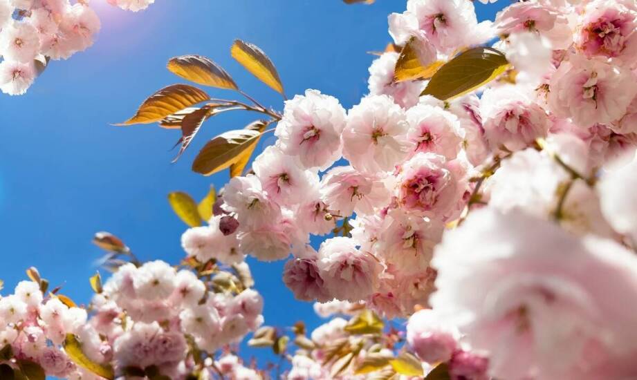 Najlepsze praktyki pielęgnacji derenia kousa schmetterling dla początkujących ogrodników