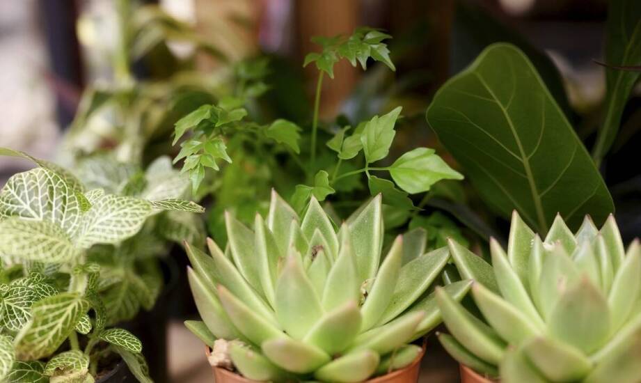 Ficus Moonshine – jak chronić przed szkodnikami i chorobami?