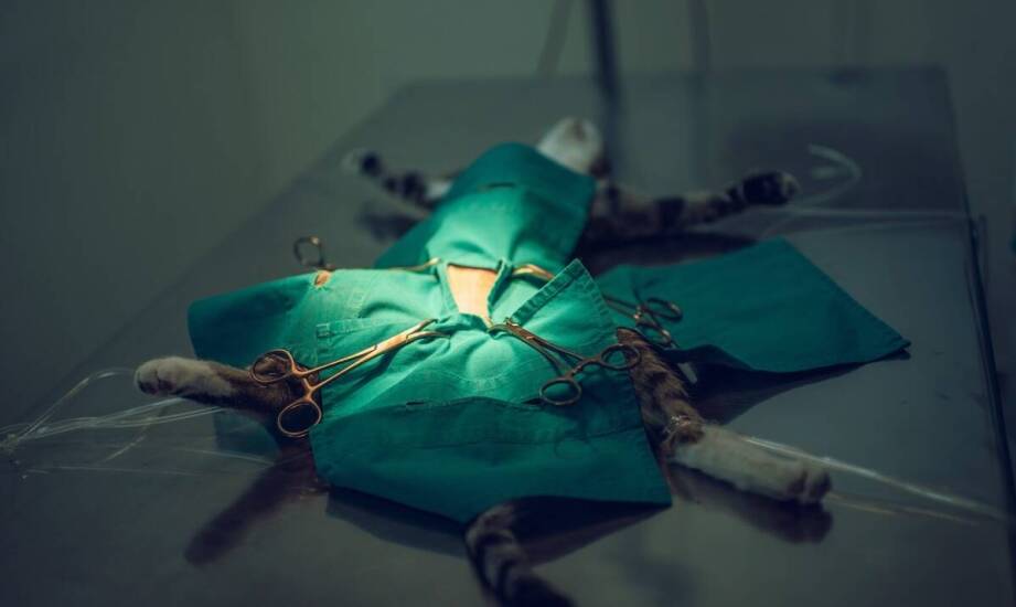 Wpływ jakości nożyczek Metzenbaum na efektywność operacji weterynaryjnych