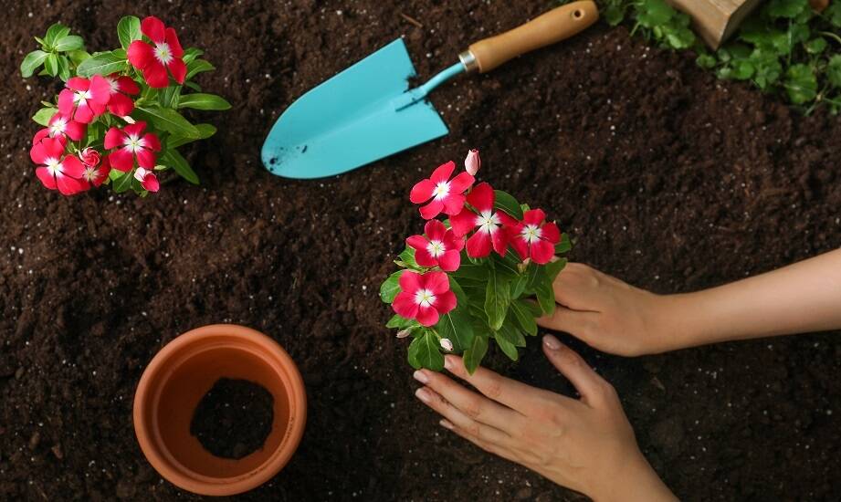 Jak porady ze sklepu ogrodniczego mogą pomóc w pielęgnacji roślin?