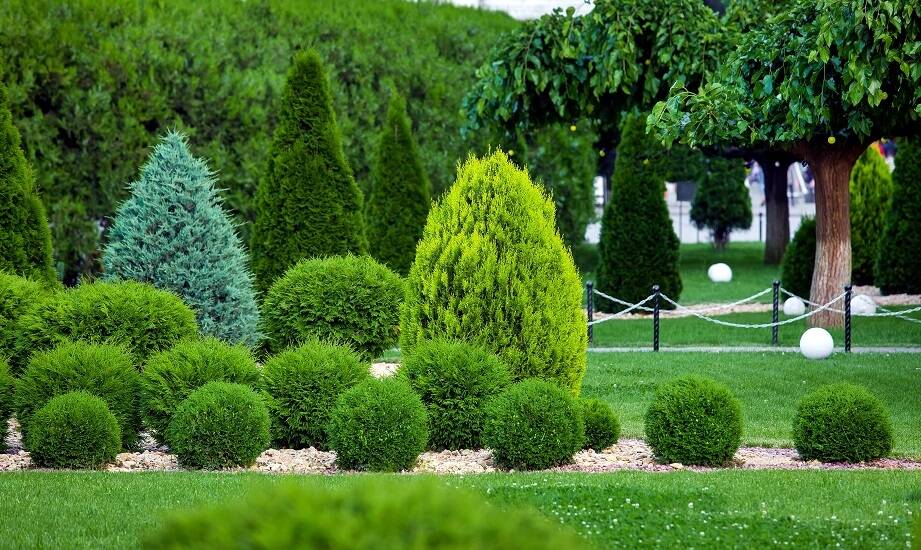 Zastosowanie drzew i krzewów w projektowaniu przestrzeni miejskiej