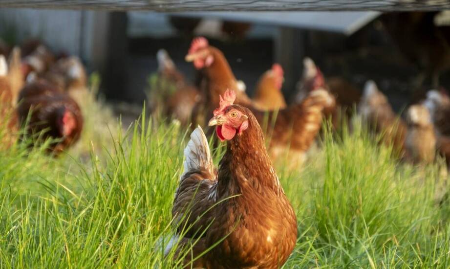 Jakie korzyści płyną z posiadania nowoczesnej wolierki dla kur?