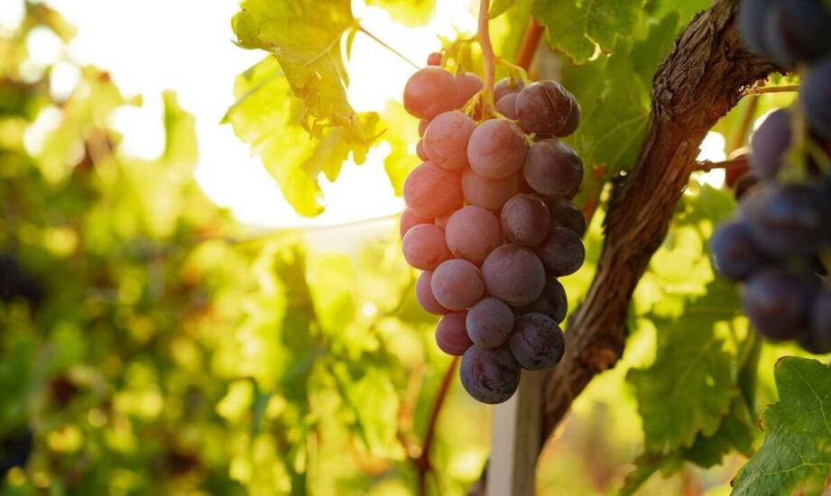 Jak konserwować prasę do wyciskania winogron, aby zapewnić jej długowieczność?