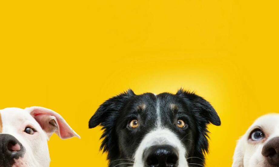 Profesjonalna karma dla psów – jak wpływa na poziom energii pupila?