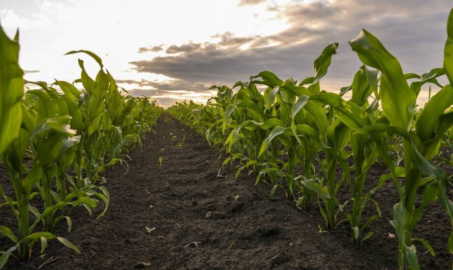 Jakie cechy powinna mieć kukurydza przeznaczona na trudne warunki glebowe?