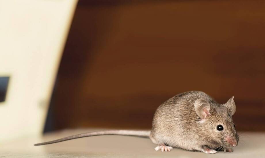 Jak nowoczesne technologie wspierają skuteczność deratyzacji?