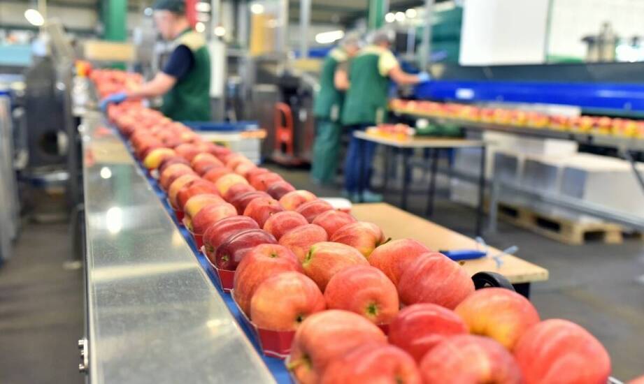 Kompleksowe rozwiązania dla przetwórni: prasy do wyciskania soku w akcji