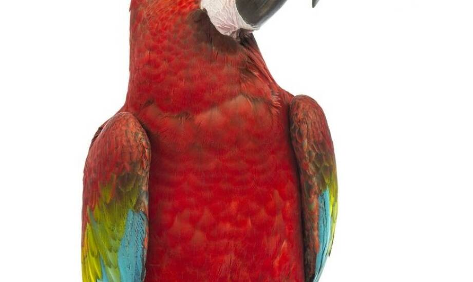 Jak suplementy diety wpływają na kondycję ptaków w hodowli?