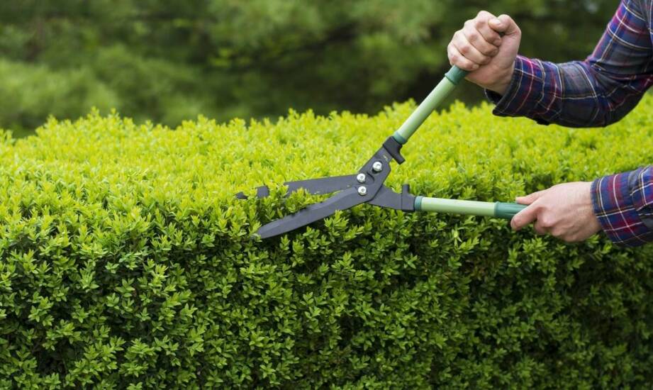 Pielęgnacja ogrodów: jak specjaliści dbają o zielone przestrzenie?