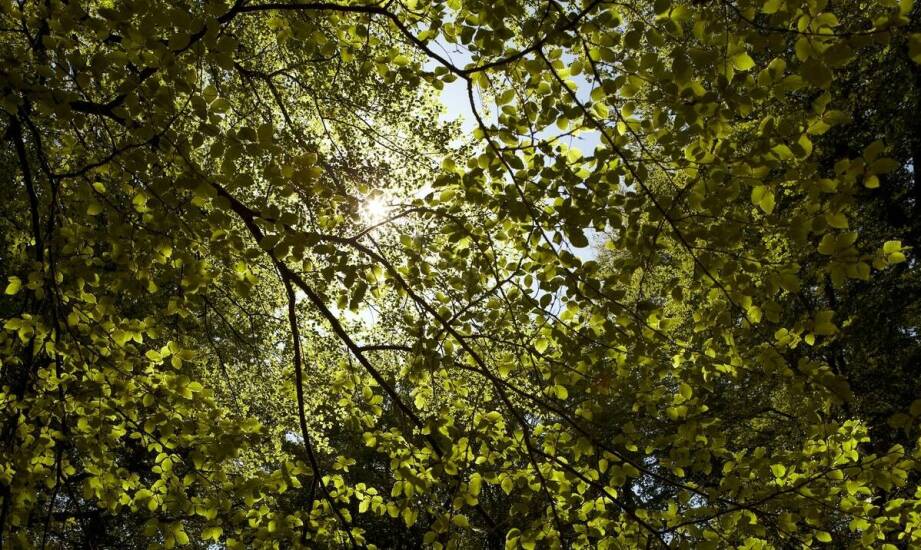 Jak opinie dendrologiczne przyczyniają się do poprawy jakości powietrza?