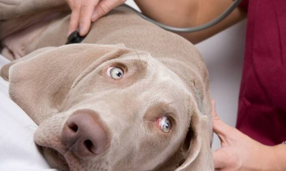 Badania z zakresu diagnostyki i leczenie chorób serca u zwierząt