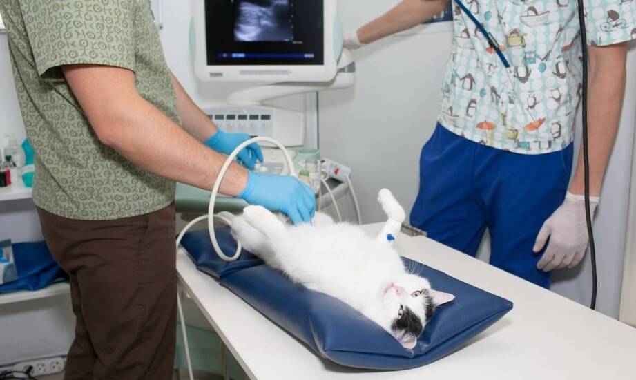 Diagnostyka obrazowa w weterynarii: kiedy warto wykonać USG tarczycy?