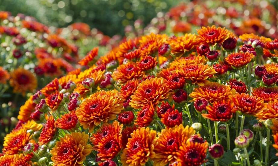 Jakie nawozy stosować do pielęgnacji ginury pomarańczowej?