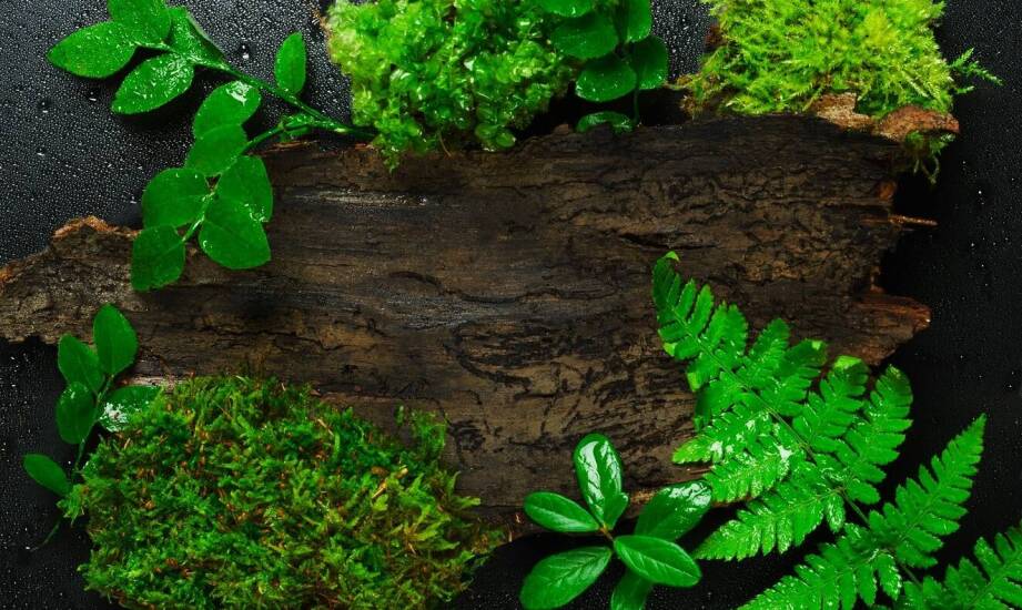 Przewodnik po naturalnych produktach leśnych – co warto wiedzieć?