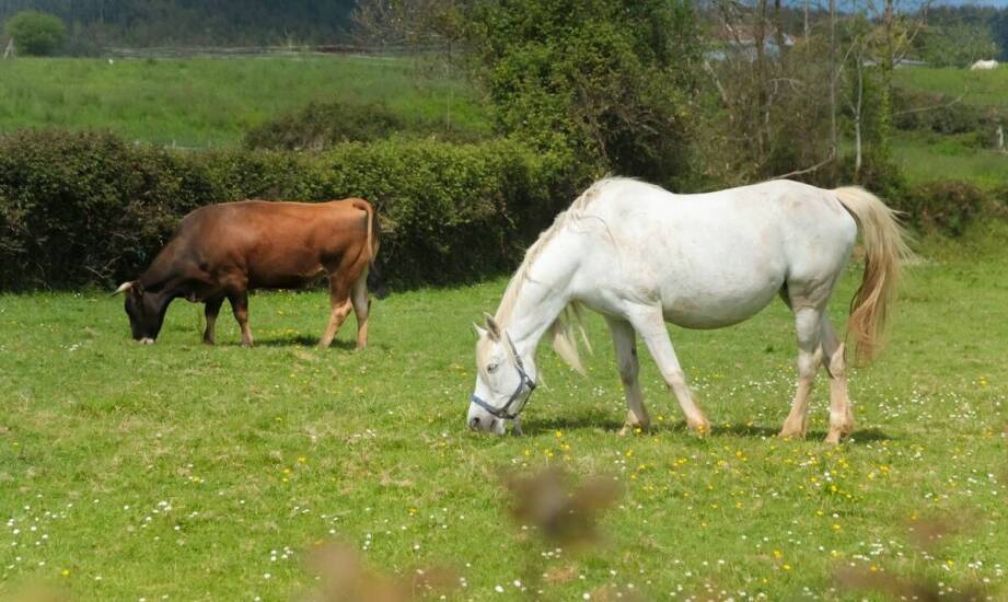 Wpływ ogrodzeń elektrycznych na zachowanie koni w stadzie