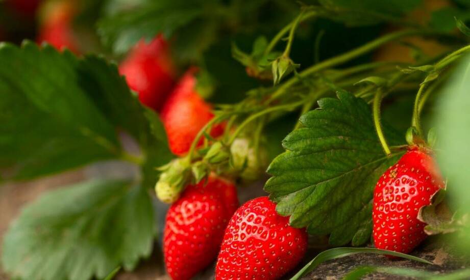 Dlaczego warto odwiedzić kaszubskie plantacje truskawek osobiście?