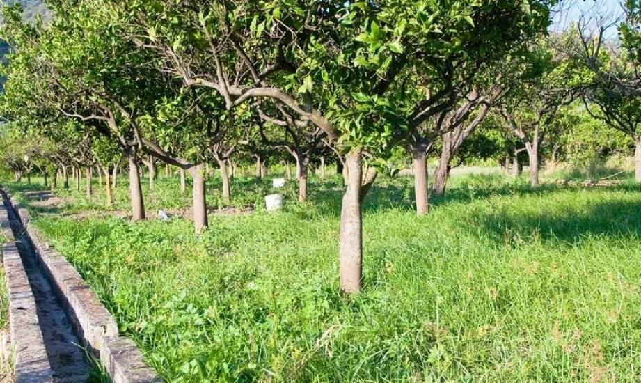 Jak poidło pastwiskowe wpływa na zdrowie zwierząt?