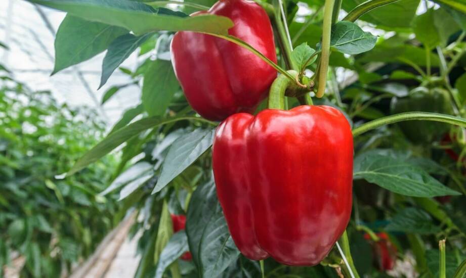 Jakie są najważniejsze korzyści z pracy w szklarniach w Holandii?