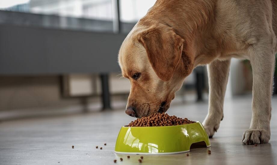 Dlaczego warto wybierać suchą karmę z dodatkiem prebiotyków?