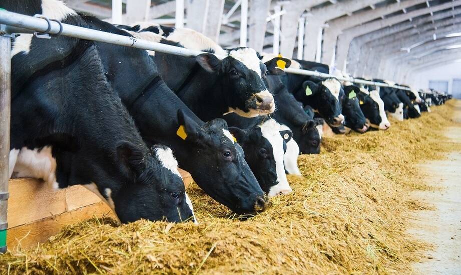 Zalety stosowania autonomicznych systemów żywienia w gospodarstwach mlecznych