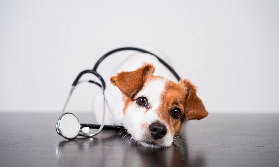 Jakie usługi z zakresu dermatologii oferuje klinika weterynaryjna?