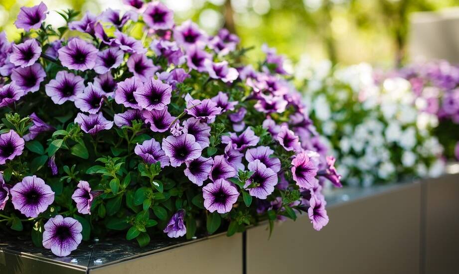 Skrzynka na kwiaty balkonowa: jak wybrać odpowiedni model do aranżacji balkonu?