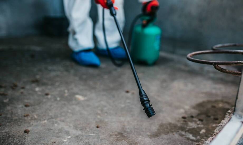Jakie wyzwania stawia dezynsekcja w Pruszkowie i jak im sprostać?