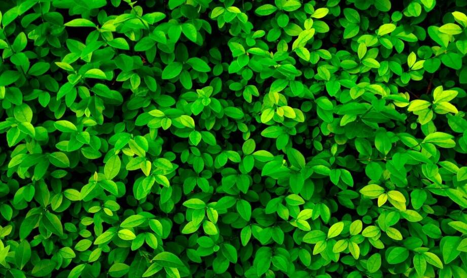 Jak prawidłowo przycinać laurowiśnię czerwoną, aby zachować jej kształt?