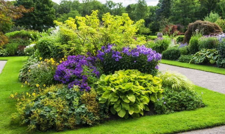 Dlaczego lipa drobnolistna jest idealnym wyborem dla Twojego ogrodu?