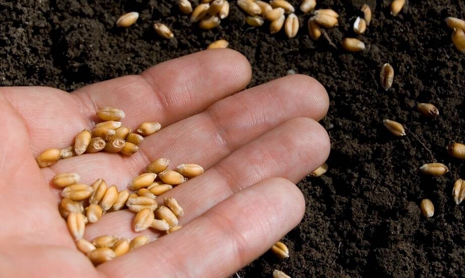 Dlaczego warto wybierać nasiona od sprawdzonych dostawców?