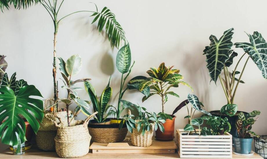 Jakie aspekty ekologiczne warto brać pod uwagę przy wyborze odświeżaczy powietrza?