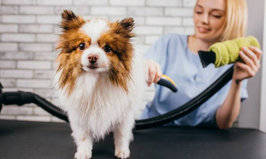 Jak pielęgnacja sierści wpływa na zdrowie skóry psa?