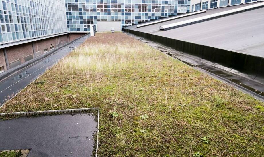 Zalety zastosowania rozchodników na dachach zielonych