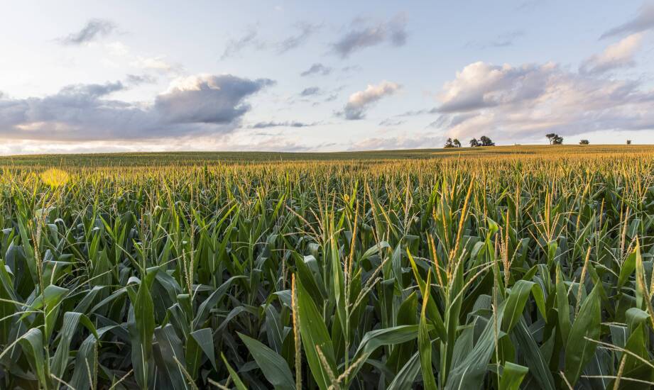 Jak dostosować uprawy kukurydzy oseva do zmieniających się warunków klimatycznych?