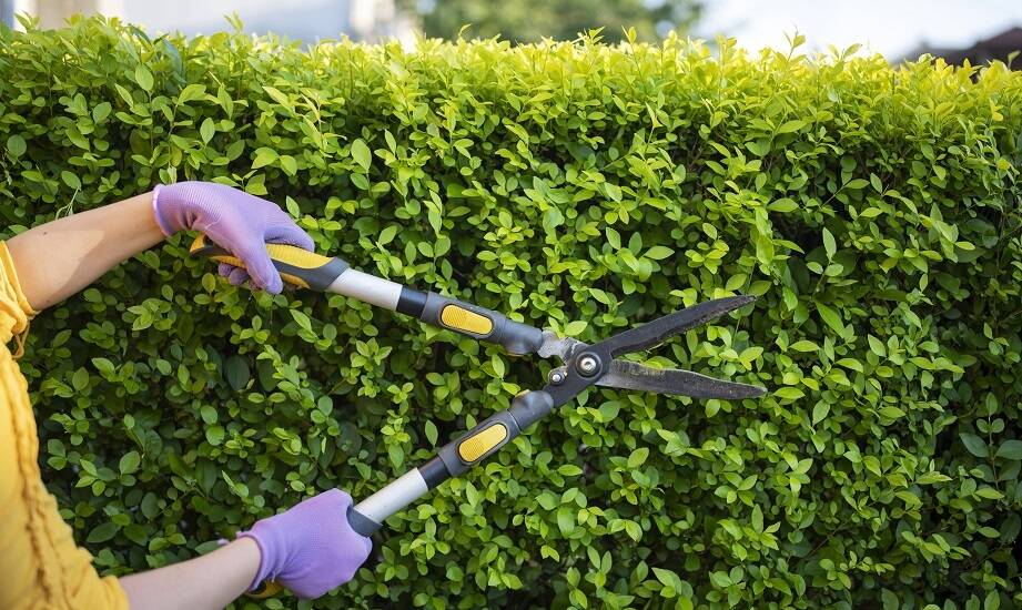 Jak nożyce do żywopłotu wpływają na bezpieczeństwo pracy w ogrodzie?