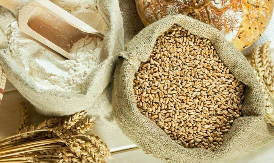 Porównanie zboża: pszenica kontra jęczmień – które wybrać?