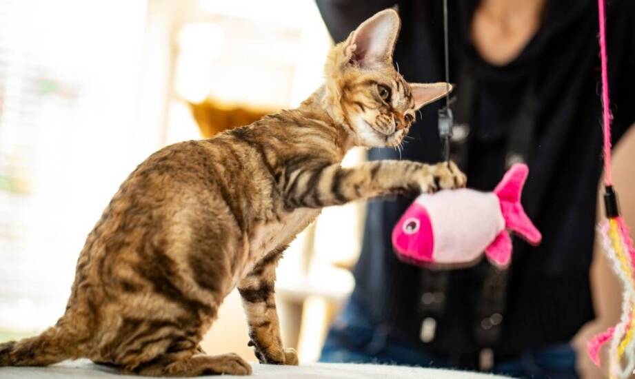 Wpływ białka zwierzęcego na rozwój kociąt – co warto wiedzieć?